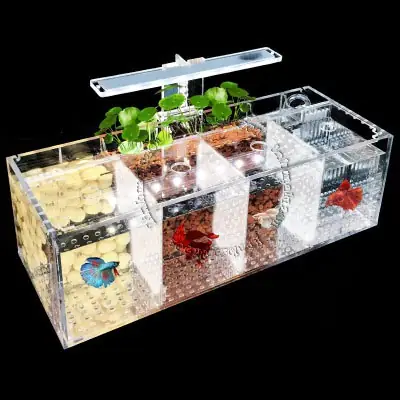 Hướng dẫn toàn diện về bể cá Betta nhiều ngăn