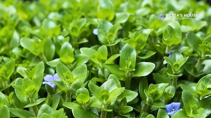 Bể Cá Betta Thủy Sinh: Hướng Dẫn Chi Tiết Cho Người Mới Bắt Đầu