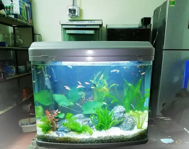 Bể Cá Bị Rêu: Nguyên Nhân, Cách Xử Lý & Phòng Ngừa Hiệu Quả Nhất