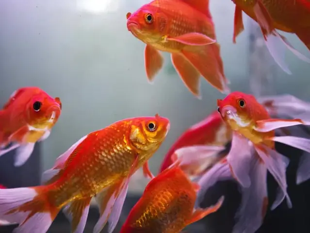 Bể Cá Cần Những Gì Để Thiết Lập Và Chăm Sóc Đúng Cách?