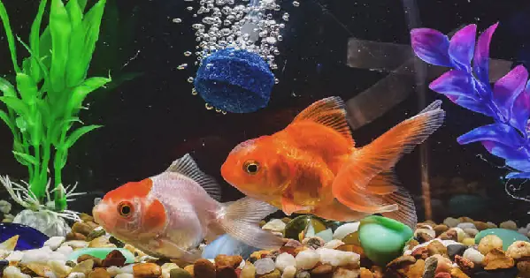 Bể Cá Cần Những Gì Để Thiết Lập Và Chăm Sóc Đúng Cách?