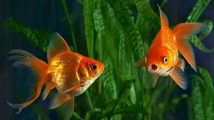 Bể Cá Cần Những Gì Để Thiết Lập Và Chăm Sóc Đúng Cách?