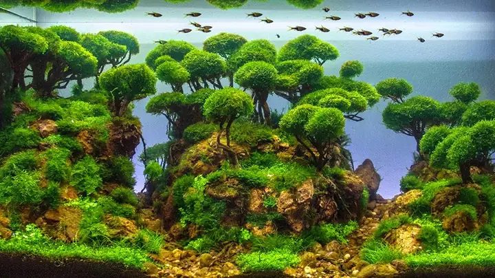 Hướng Dẫn Toàn Diện về Bể Cá Cảnh Cũ: Từ Hồi Sinh Đến Giá Trị Bền Vững Hướng Dẫn Toàn Diện về Bể Cá Cảnh Cũ: Từ Hồi Sinh Đến Giá Trị Bền Vững
