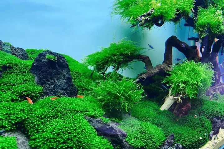 Hướng Dẫn Toàn Diện về Bể Cá Cảnh Cũ: Từ Hồi Sinh Đến Giá Trị Bền Vững Hướng Dẫn Toàn Diện về Bể Cá Cảnh Cũ: Từ Hồi Sinh Đến Giá Trị Bền Vững