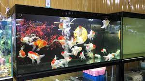 Bể cá cảnh đa dạng tại cửa hàng Thanh Tâm Đồng Hới
