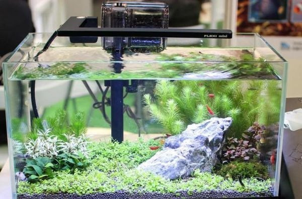 Bể cá cảnh đúc nguyên khối với đàn cá Neon Tetra