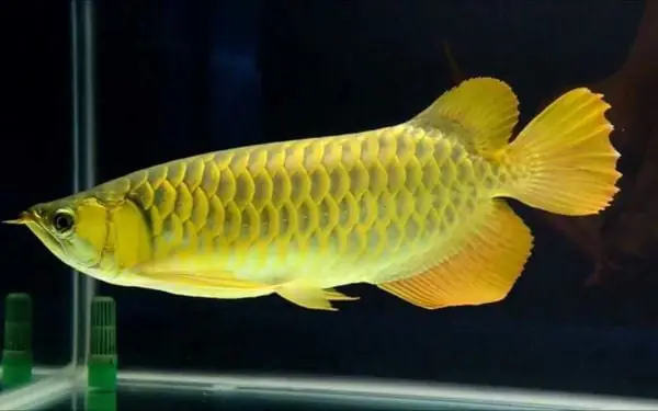 bể cá cảnh được gọi là