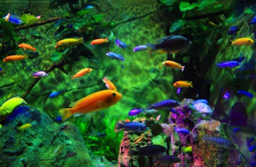 Bể cá cảnh được trang trí đẹp mắt, với nhiều phụ kiện đa dạng, thể hiện không gian sống lý tưởng cho cá cảnh Hà Đông
