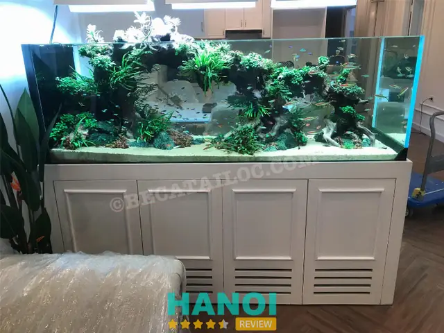 bể cá cảnh hà nội
