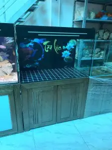 Những Điều Cần Biết Khi Chọn Và Chăm Sóc Bể Cá Cảnh Lớn