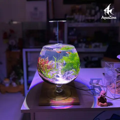 bể cá cảnh mini