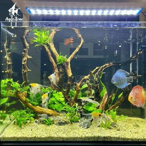 bể cá cảnh mini