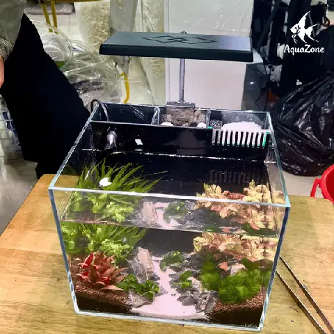bể cá cảnh mini