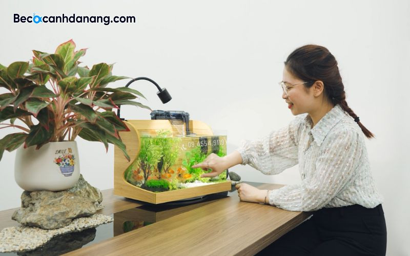 Bể cá cảnh mini đang rất được ưa chuộng hiện nay