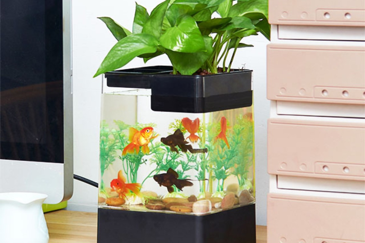 Bể cá cảnh mini đúc thủy sinh