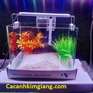 Bể cá cảnh mini giá rẻ phù hợp cho bàn làm việc, tạo không gian xanh mát