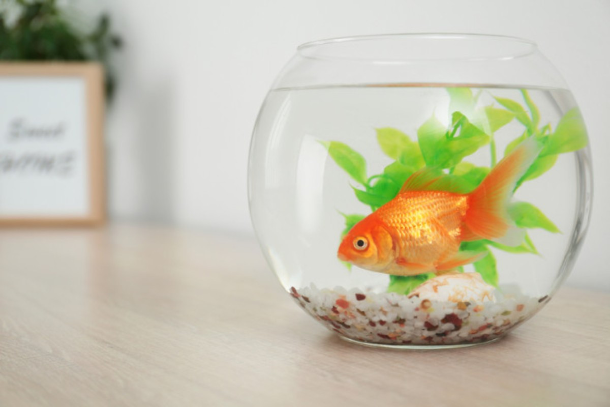 Bể cá cảnh mini hình tròn
