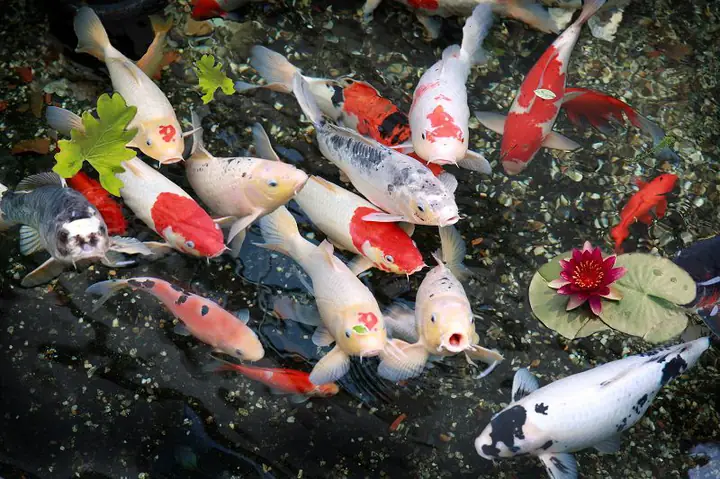 Cá Koi