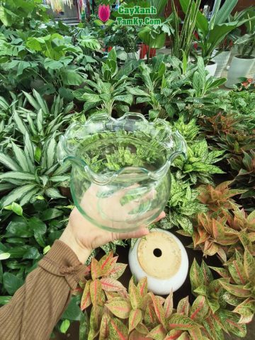 Bể cá cảnh Tam Kỳ nhỏ gọn trang trí bàn làm việc