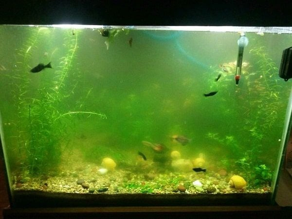 bể cá cảnh thủy sinh đang bị đục nước cần làm sạch