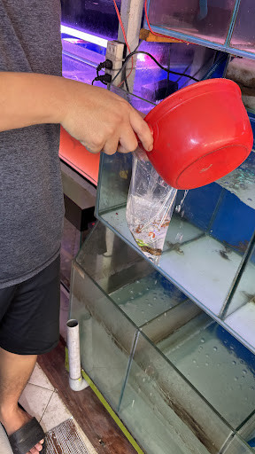Bể cá cảnh tổng hợp với đa dạng loài cá và cây thủy sinh, gợi ý khi tìm mua tại các cửa hàng bán cá cảnh Quận 7.