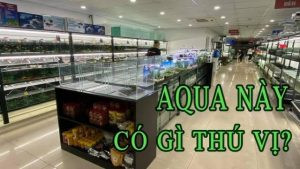 Bể cá cảnh trưng bày tại cửa hàng bán cá betta King Aqua Hà Nội