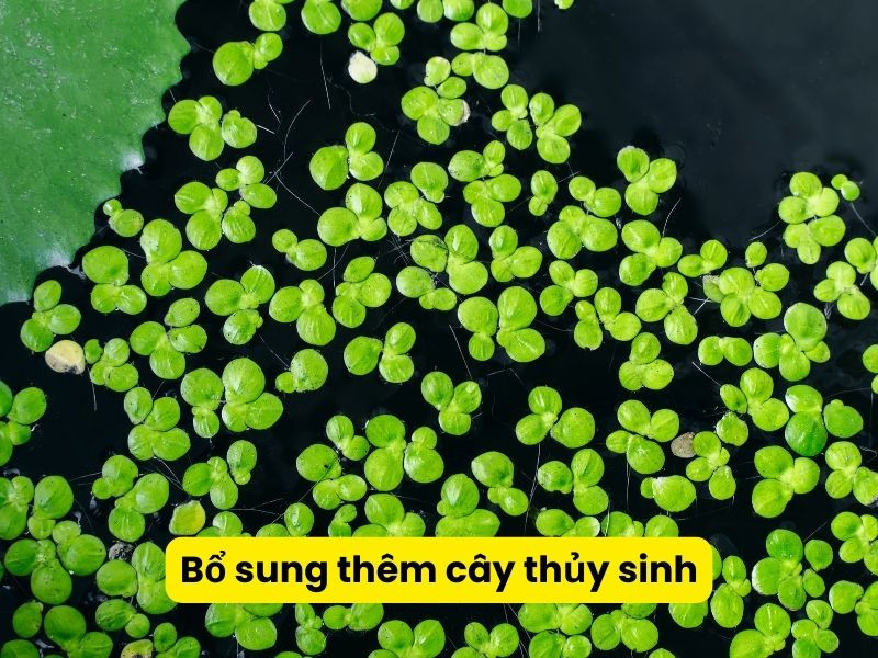 Bể cá cảnh với nhiều cây thủy sinh như bèo tấm, tạo môi trường an toàn và thức ăn bổ sung cho cá ba đuôi và cá bảy màu