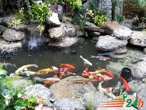 Hướng Dẫn Toàn Diện Cách Chống Thấm Bể Cá Cảnh Xi Măng Hiệu Quả