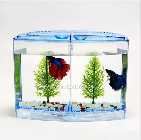 Hướng dẫn chọn và chăm sóc bể cá chọi mini toàn diện