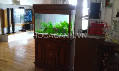 bể cá đẹp trong nhà bể cá đẹp trong nhà