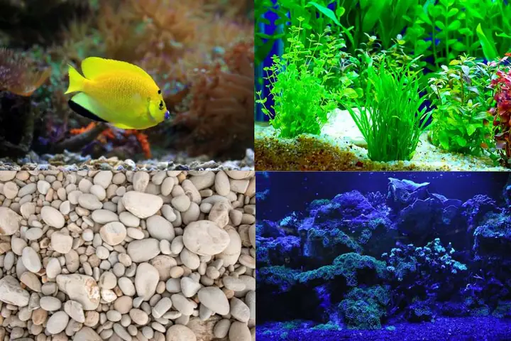 Hướng Dẫn Chi Tiết Cách Làm Bể Cá Đơn Giản Tại Nhà