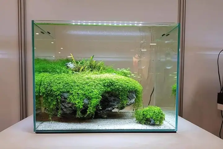 Hướng Dẫn Chi Tiết Cách Làm Bể Cá Đơn Giản Tại Nhà