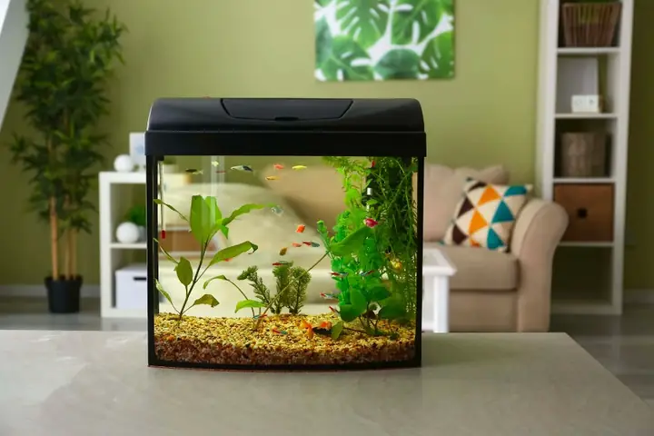 Hướng Dẫn Chi Tiết Cách Làm Bể Cá Đơn Giản Tại Nhà