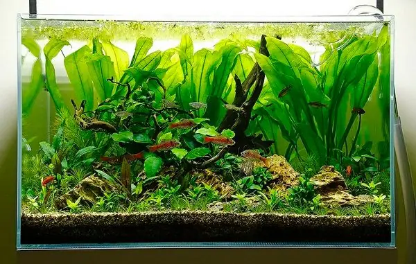 Bể Cá Đúc Nguyên Khối Là Gì? Hướng Dẫn Chọn Và Chăm Sóc A-Z Bể Cá Đúc Nguyên Khối Là Gì? Hướng Dẫn Chọn Và Chăm Sóc A-Z