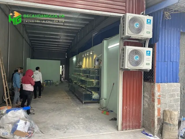 Hướng Dẫn Chi Tiết Chọn Mua và Chăm Sóc Bể Cá Mini Hải Dương