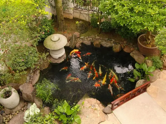 Bể Cá Koi Hiện Đại: Hướng Dẫn Thiết Kế Và Lắp Đặt Hoàn Chỉnh