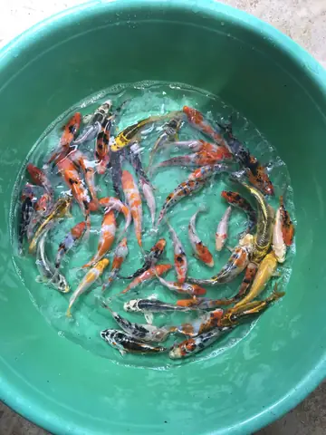Bể Cá Koi Mini Trong Nhà: Hướng Dẫn Chăm Sóc Toàn Diện Bể Cá Koi Mini Trong Nhà: Hướng Dẫn Chăm Sóc Toàn Diện