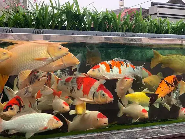 5.1 Cần đảm bảo nguồn nước tốt