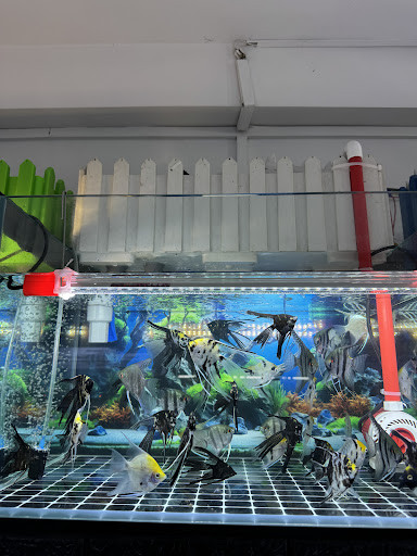 Bể cá lớn với nhiều loài cá cảnh tại Q8 AQUARIUM COFFEE Quận 8