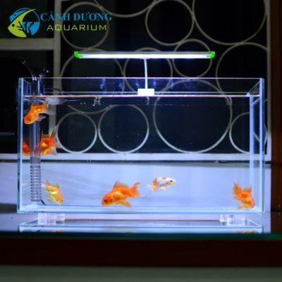 Bể cá mini 40cm với đèn chiếu sáng