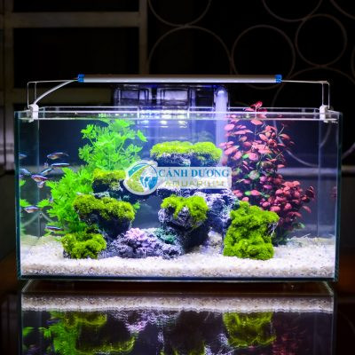 Bể cá mini chân mica núi đá 2