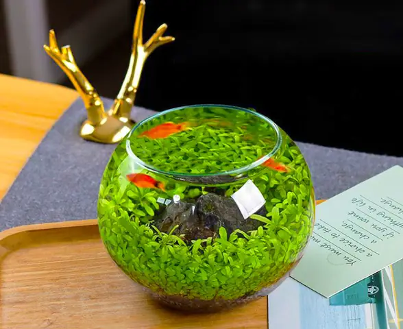 bể cá mini để bàn