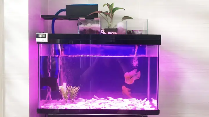bể cá mini để bàn