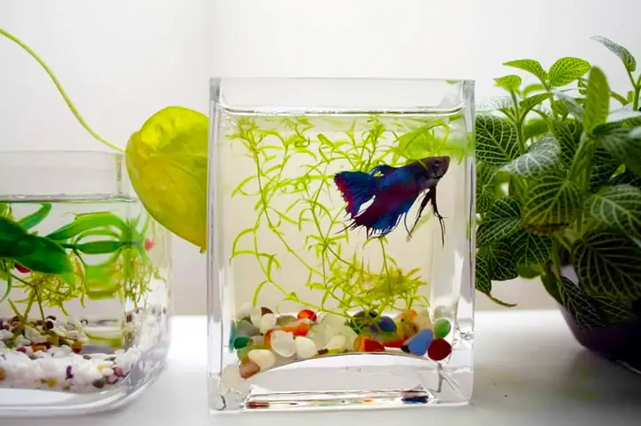bể cá mini để bàn