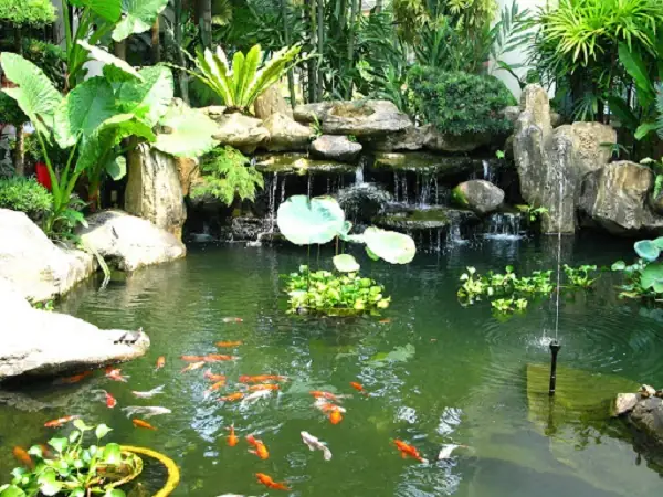 Hướng dẫn chọn và chăm sóc bể cá mini ngoài trời