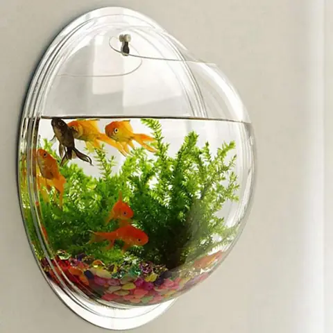 Hướng Dẫn Chọn, Lắp Đặt Và Chăm Sóc Bể Cá Mini Treo