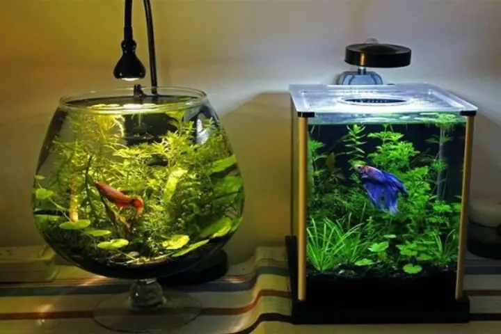 bể cá mini tự làm