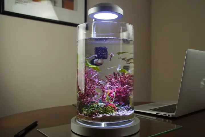 bể cá mini tự làm