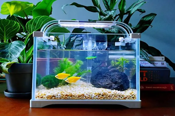 bể cá mini tự làm