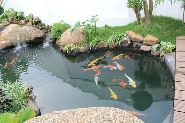 Hướng dẫn chi tiết: Xây dựng và bảo dưỡng **bể cá nhỏ ngoài trời**